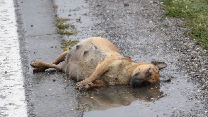 cagnolina abbandonata per strada