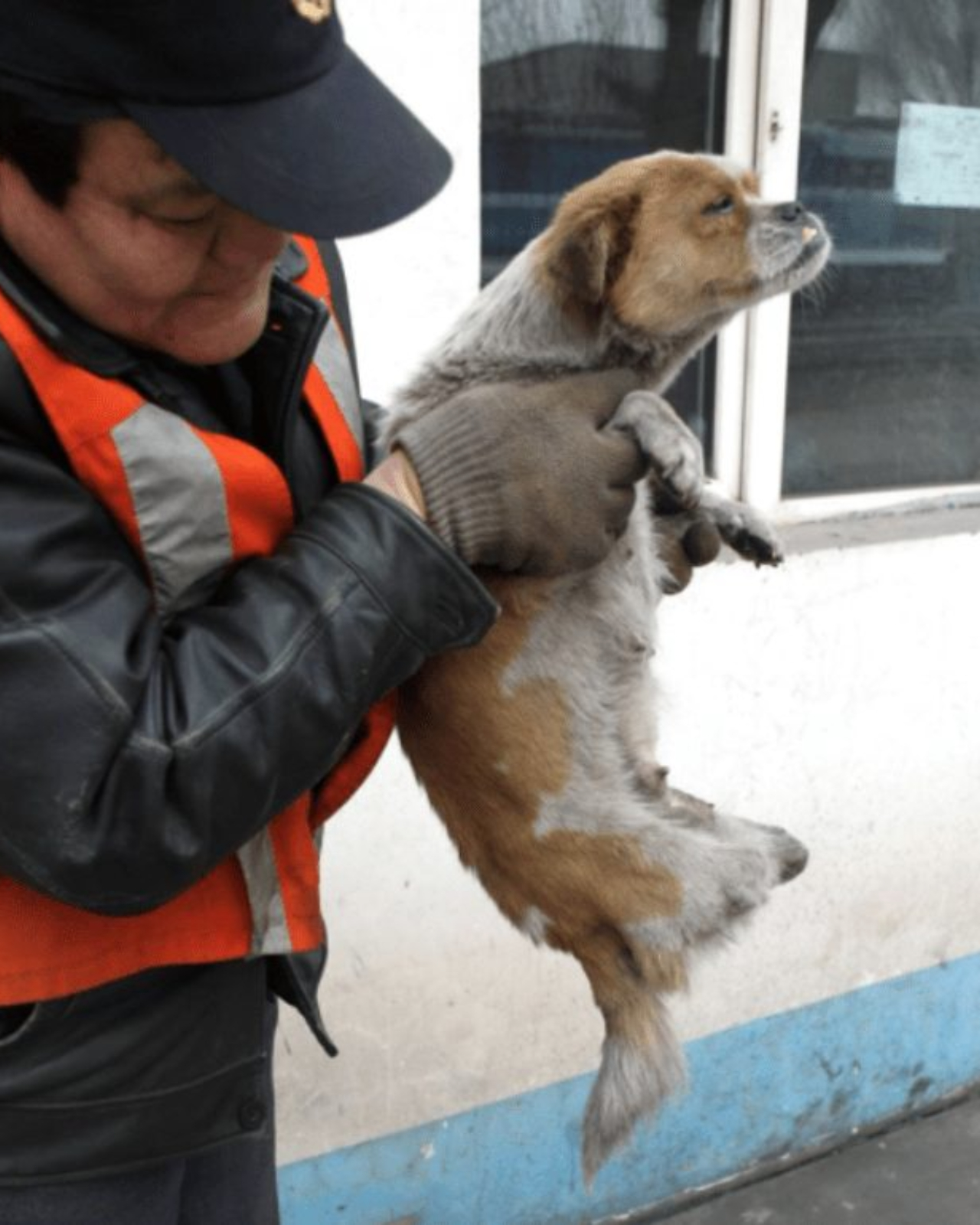 Cagnolina abbandonata perde le zampe