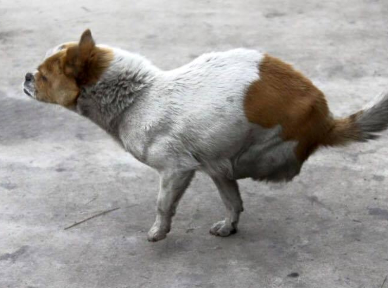 Cagnolina perde le zampe