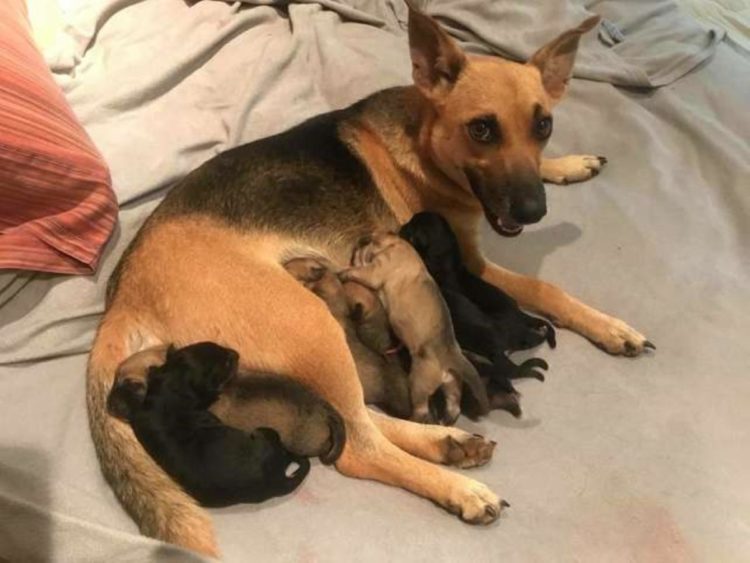 cagnolina con i cuccioli