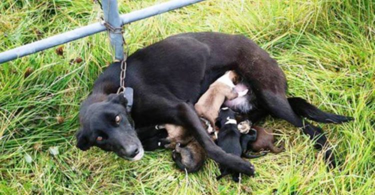 cagnolina abbandonata con i cuccioli