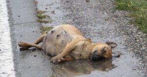 Maltrattata e abbandonata, cagnolina in pessime condizioni perde tutti i suoi cuccioli