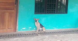 Viene abbandonata a pochi giorni dal parto, la cagnolina attendeva invano che la famiglia tornasse da lei (VIDEO)