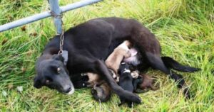 “Erano senza cibo e acqua”, cagnolina abbandonata insieme ai suoi cuccioli