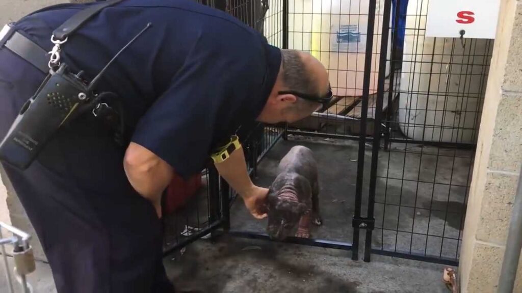 il cagnolino, ora chiamato Chunkie