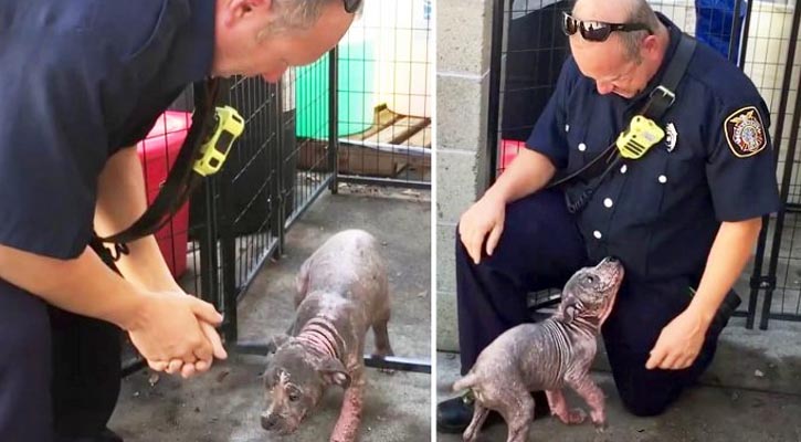 il cagnolino, ora chiamato Chunkie