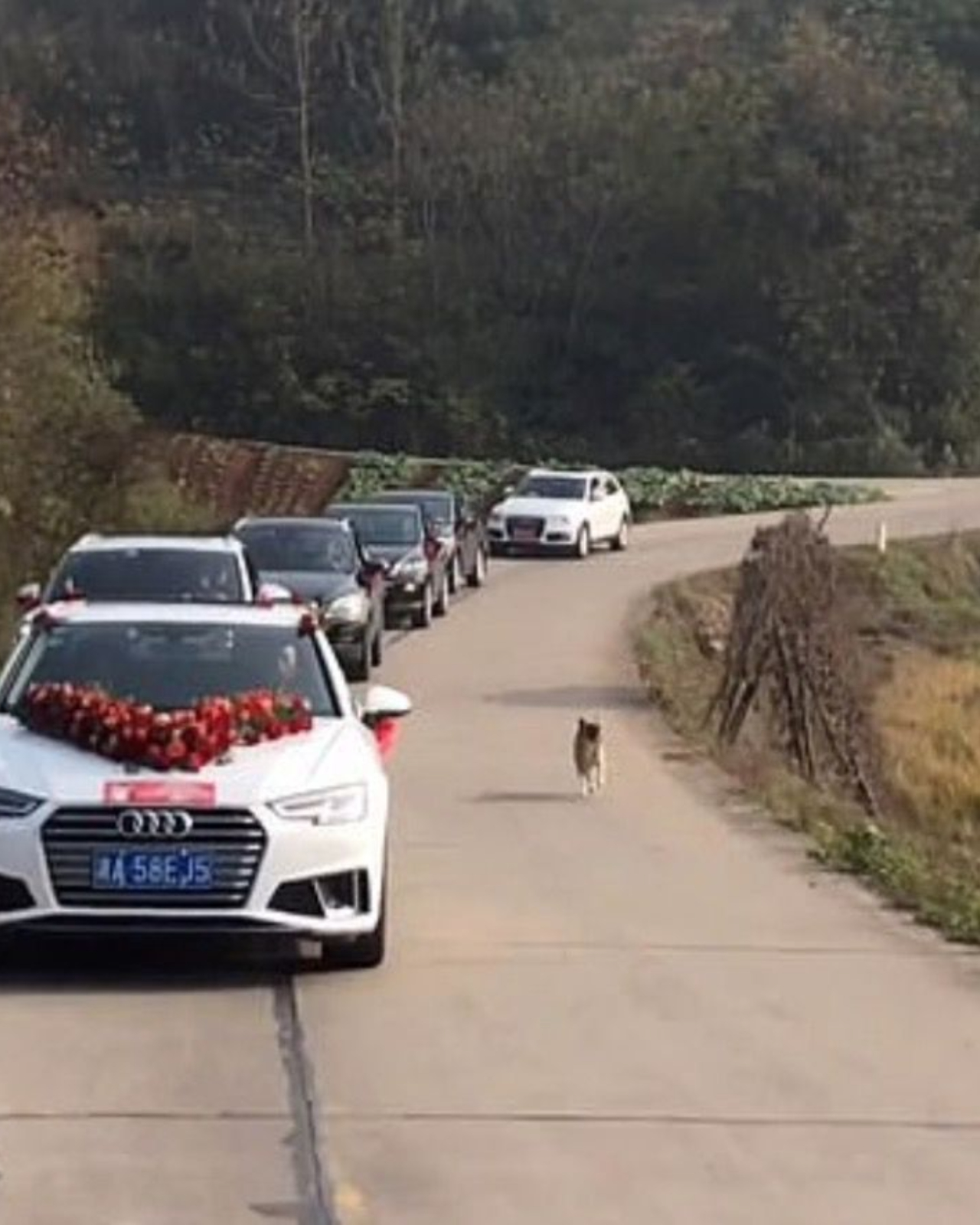 cagnolino percorre 9 chilometri