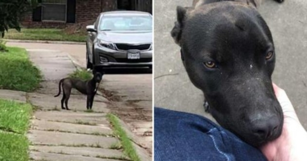 cagnolino randagio conquista fiducia