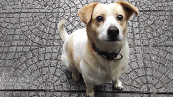 cagnolino smarrito a NAPOLI