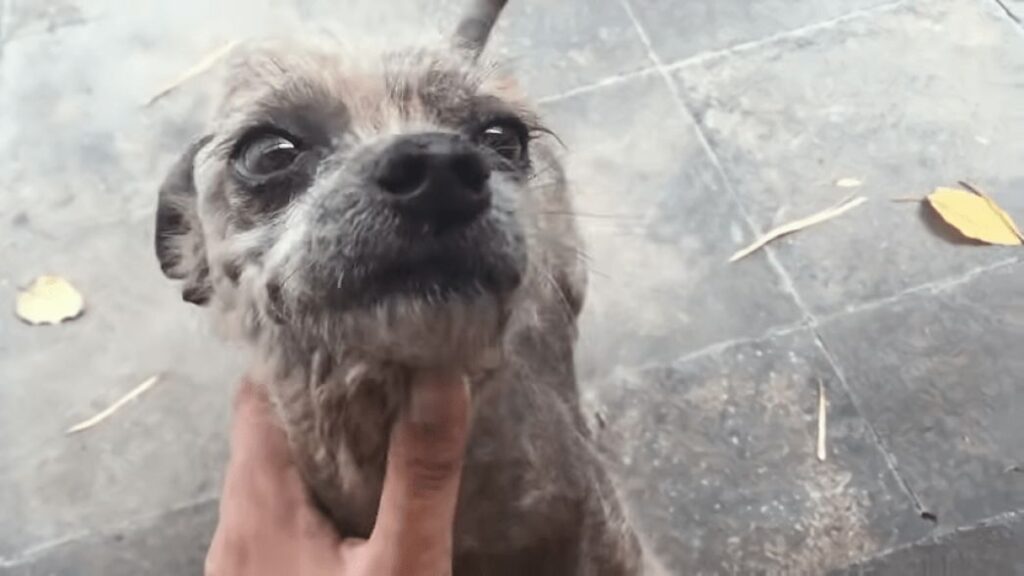 cagnolino guarito dalla rogna