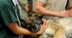 Veterinario rivela cosa succede negli ultimi istanti di vita prima dell’eutanasia per un cane