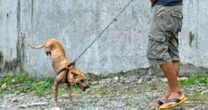 Cagnolino nato con una grave deformità non perde la gioia di vivere (VIDEO)