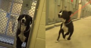 Cane si rende conto di essere stato adottato e non riesce a contenere la gioia (VIDEO)