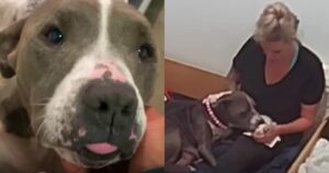 Cane anziano affida i suoi cuccioli nelle mani di una donna (VIDEO)