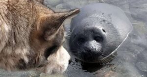 Il cane ha aiutato un cucciolo di foca pensando si trattasse di un suo cucciolo