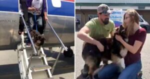 Cane scende dall’aereo e rivede i suoi proprietari dopo essere stato perso per due anni (VIDEO)