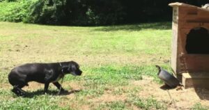 Un cane sottratto da una famiglia negligente arriva in un posto che può finalmente chiamare casa (VIDEO)