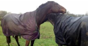 Cavallo impazzisce di gioia dopo aver rivisto il suo amico dopo 4 anni