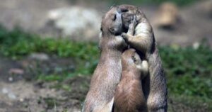 Bellissime famiglie animali in giro per il mondo, tenerezza senza confini in 10 foto