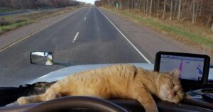 Questo gatto era stato abbandonato, adesso è un viaggiatore sempre al fianco del suo padrone camionista