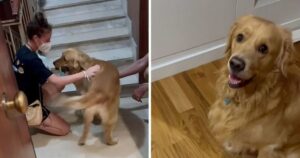 Golden Retriever reagisce in modo emozionante al ritorno dalle vacanze della sua famiglia (VIDEO)