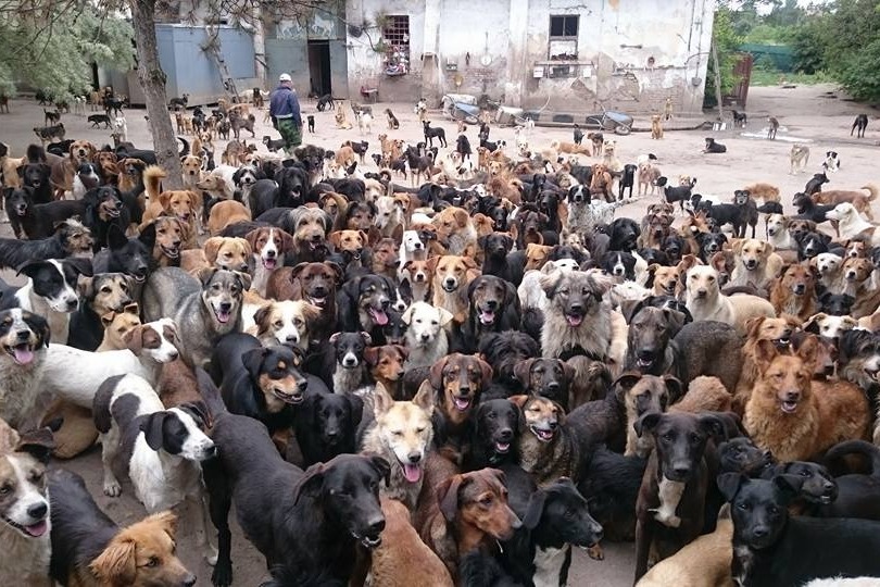 oltre mille cagnolini salvati dalle strade