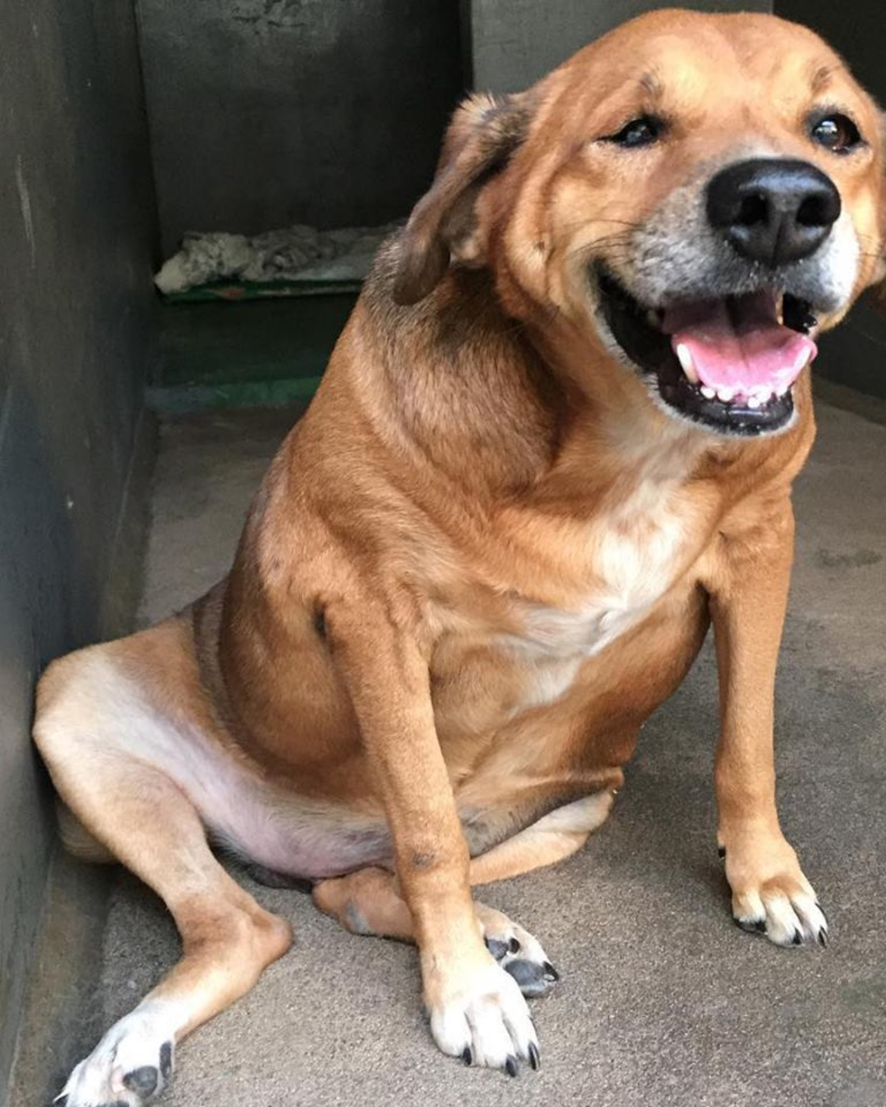 La cagnolina obesa è lo zimbello