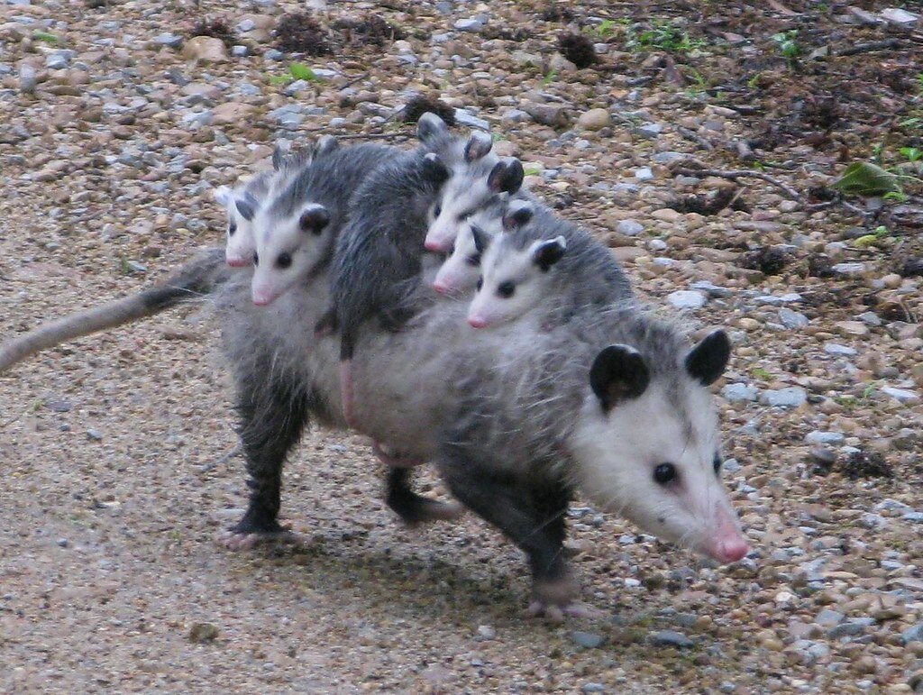 Mamma opossum trasporta la sua cucciolata