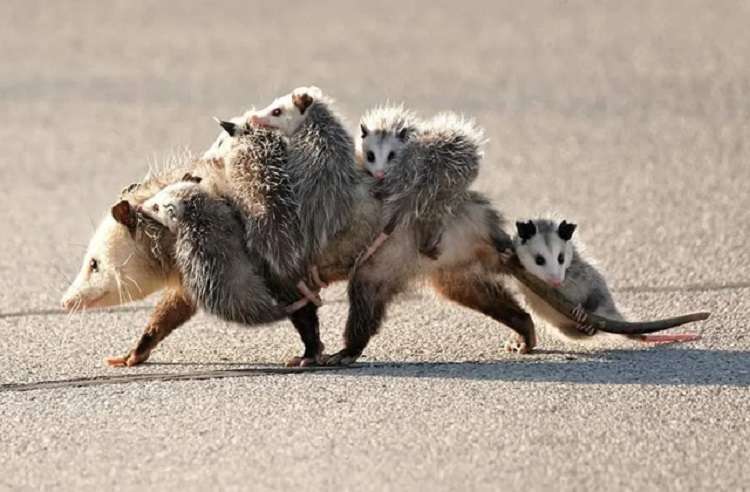 Mamma opossum trasporta la sua cucciolata