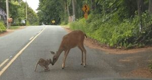 Mamma cervo incoraggia teneramente il suo cucciolo a proseguire, il piccolo era rimasto immobile sull’asfalto (VIDEO)