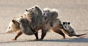 Mamma opossum trasporta la sua cucciolata letteralmente sulle spalle da una parte all’altra della strada