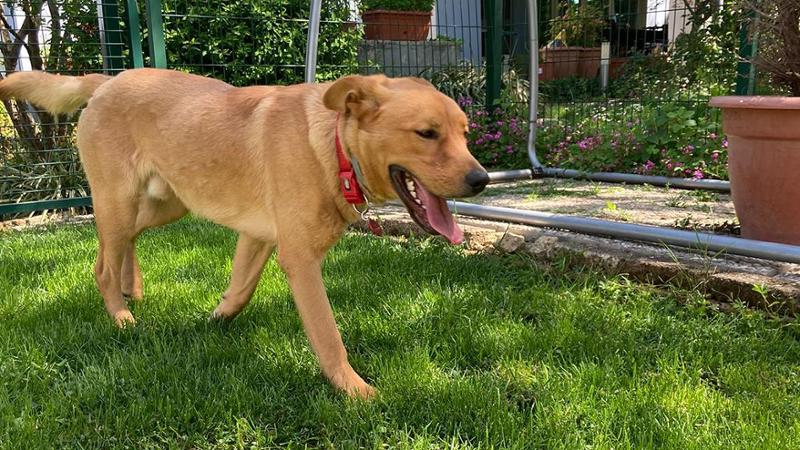 pacho cagnolino tradito dalle persone