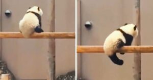 Può un animale addormentarsi appeso a una trave? Certamente, se è un panda (VIDEO)