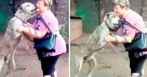 Non la vede da 2 anni, cagnolino smarrito riconosce perfettamente la padrona dopo tutto quel tempo (VIDEO)