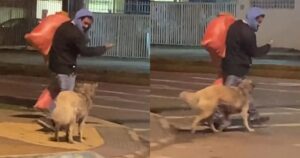 Senzatetto insegna al suo cucciolo ad attraversare la strada per proteggerlo dagli incidenti (VIDEO)