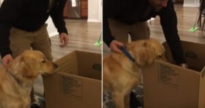 Golden Retriever riceve una gradita sorpresa, un nuovo cagnolino farà parte della sua famiglia (VIDEO)