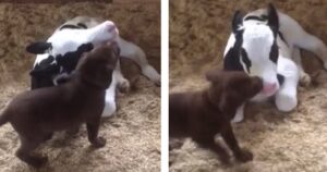 Labrador riempie di baci il vitellino appena arrivato (VIDEO)