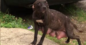 Mamma pitbull chiede aiuto per salvare i suoi cuccioli (VIDEO)