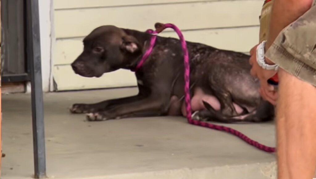 mamma pitbull cuccioli