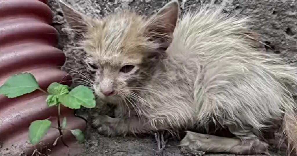 gatta rannicchiata maltrattata