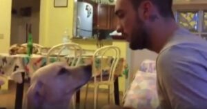 Il padrone lo rimprovera ma non resiste e scoppia a ridere quando il cane gli chiede scusa (VIDEO)