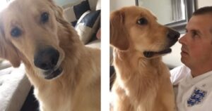 Golden Retriever scopre che arriverà un fratellino (VIDEO)