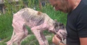 Cane randagio in fin di vita riceve un’ultima possibilità di guarigione