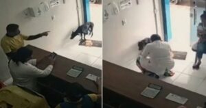 Cane randagio entra da solo in una clinica veterinaria per chiedere aiuto (VIDEO)