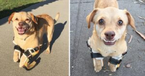 La gioia della cagnolina quando riceve finalmente le protesi e per la prima volta può correre