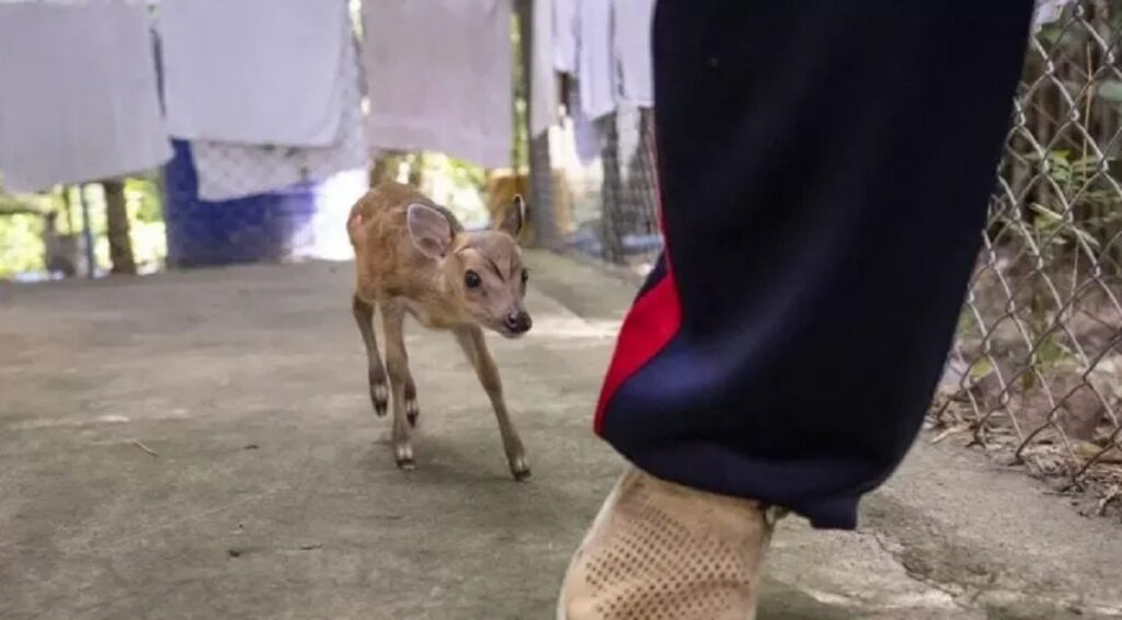 cucciolo cani strada