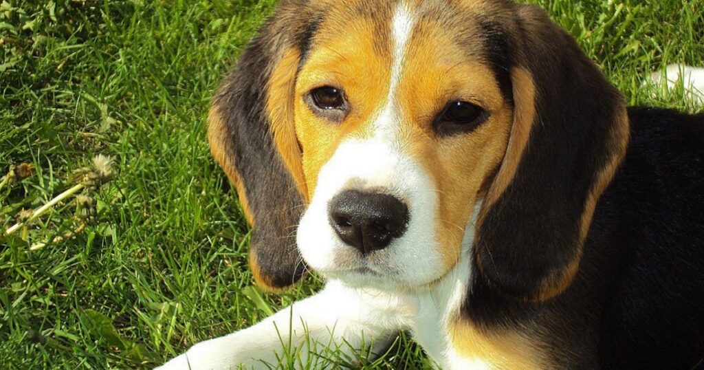 beagle