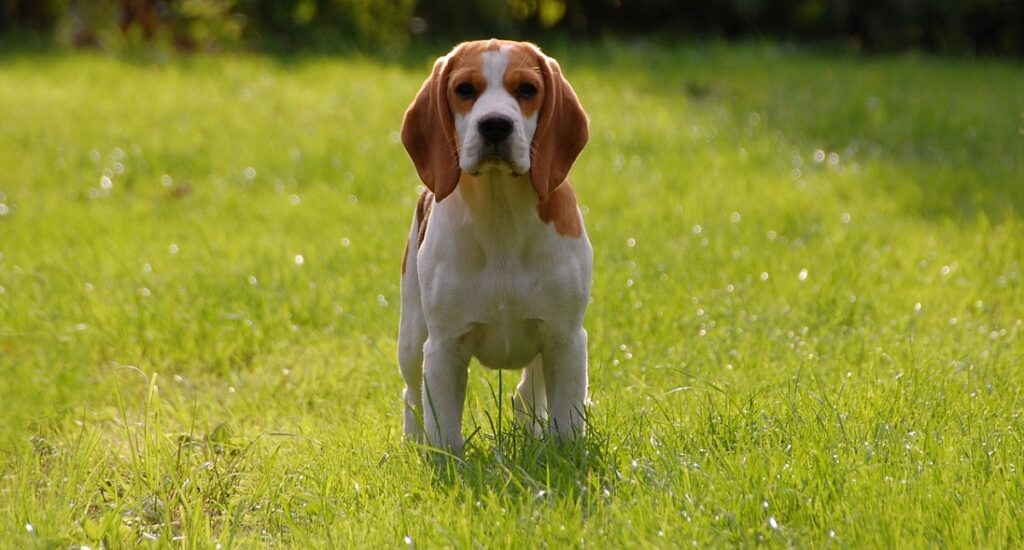 beagle