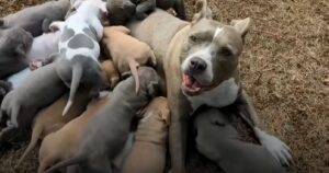 La storia di Kaya, la pitbull salvata dall’eutanasia: nessuno sapeva che fosse incinta (VIDEO)