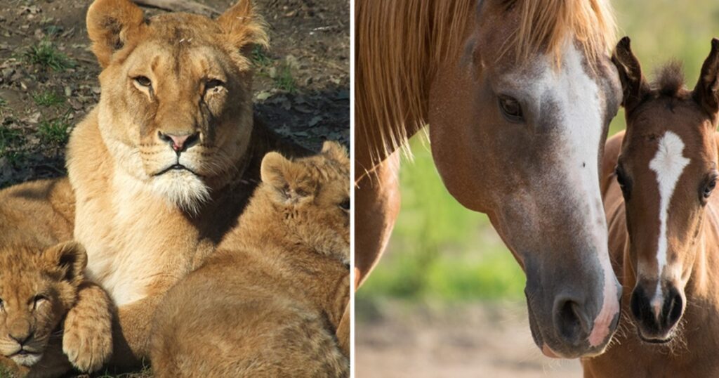 mamma regno animale